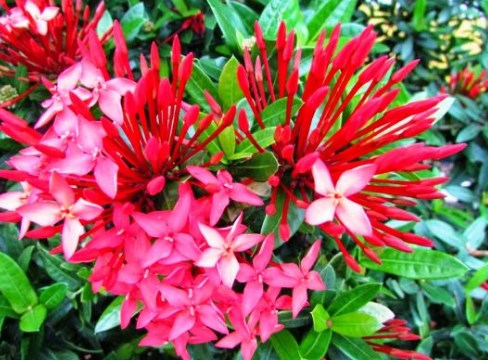 49 Jenis Bunga Cantik Dan Indah Beserta Cara Merawatnya