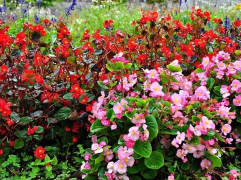 49 Jenis Bunga  Cantik dan Indah Beserta Cara Merawatnya