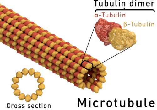 Fungsi Mikrotubulus Pada Sel Hewan