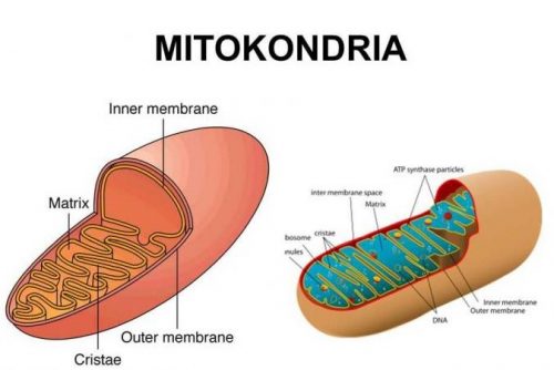 Fungsi Mitokondria Pada Sel Hewan