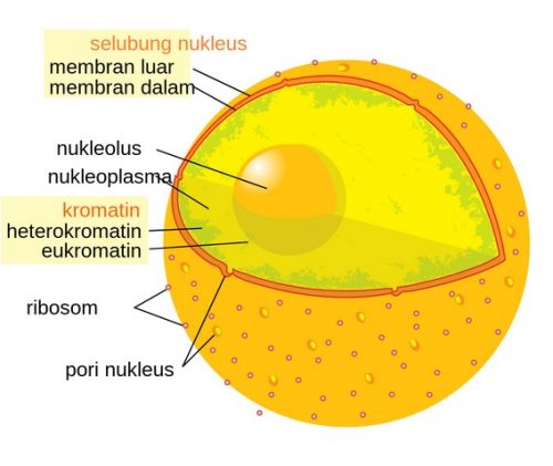 Fungsi Nukleolus Pada Sel Hewan