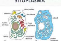 Fungsi Sitoplasma