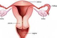 fungsi uterus