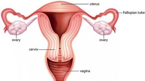 Fungsi vagina