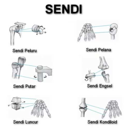 Apa Fungsi Sendi Pelana: Macam, Struktur dan Kelainannya?