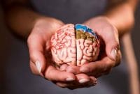 Sebutkan Fungsi Otak Manusia dan Bagian-bagiannya?