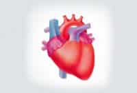 Mengenal Apa Saja Fungsi Otot Jantung