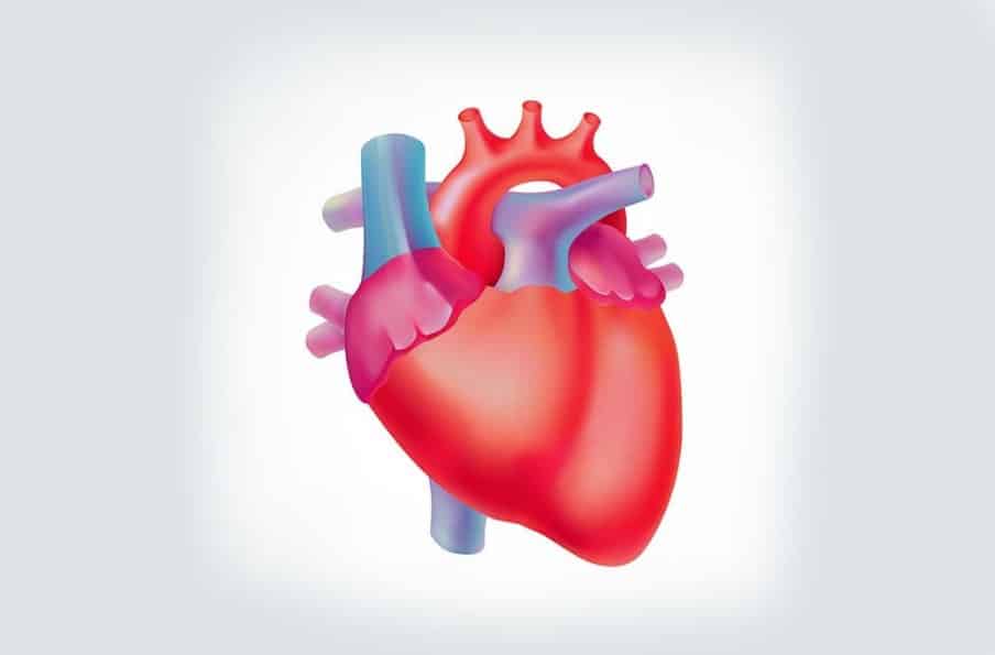Mengenal Apa Saja Fungsi Otot Jantung
